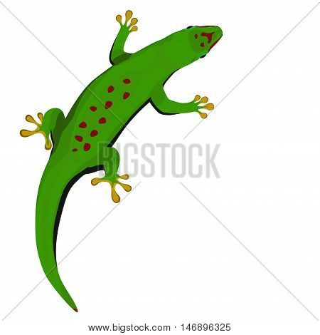Madagascar day gecko vector illustration. Green tropical lizard on white background.
