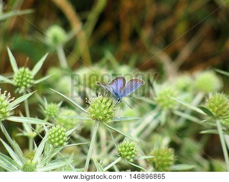 Photo butterfly sitting on a flower steppe made the summer of 2011 in Orlovschine