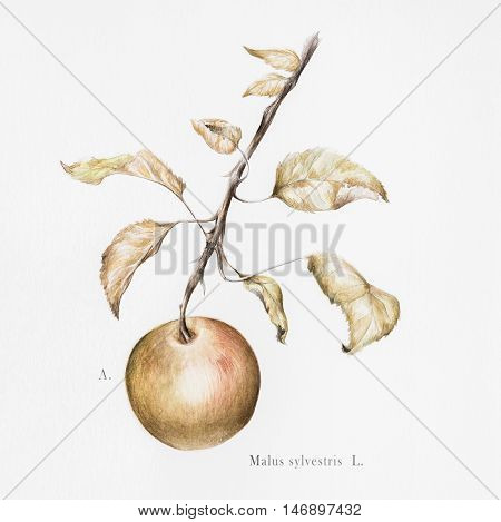 Watercolor photorealistic botanical illustration of a European crab apple (malus sylvestris)