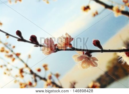 beautiful flowers on a tree near the lake. the sun in good weather