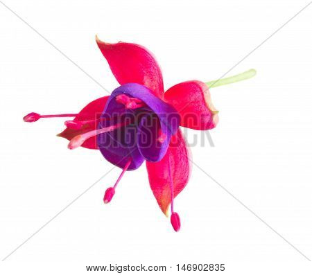 Fuchsia single flower isolated on white background