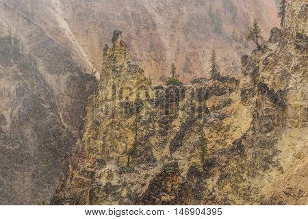Grand Canyon of the Yellowstone during snowfall blizzard with pine trees