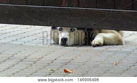 dog, which guards the front door. Picture taken in August 2016.