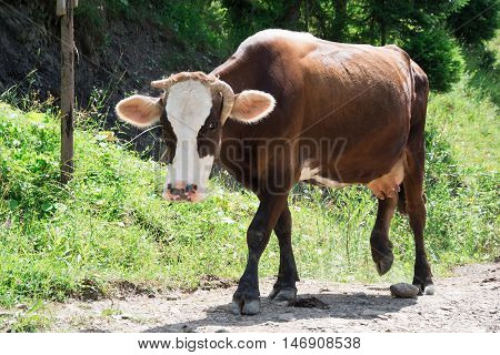 alpine cow breed is on the road in the mountains