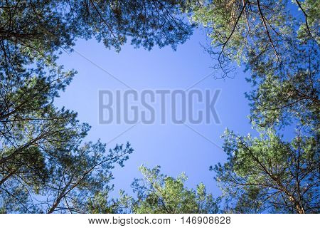 Nature background of contifer trees tops look-up to blue sky