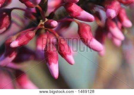 Redbud pupeny