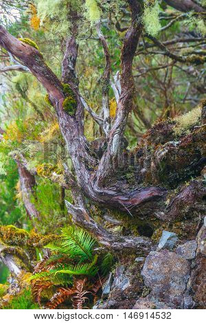 Trees in Laurel Forest in Madeira Island Portugal