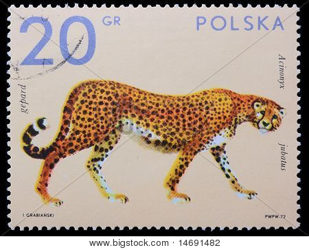 Polonia - Circa 1972: Un francobollo - ghepardo
