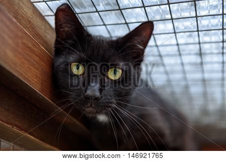 Homeless Cat Needs A Forever Home