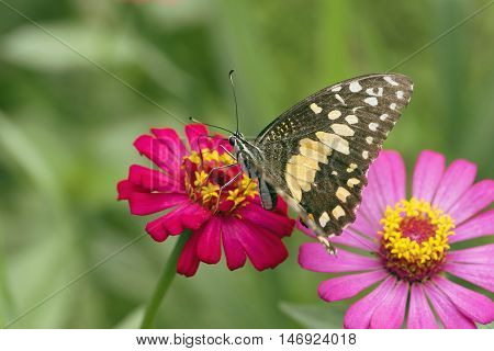 Butterfly. Butterfly on flower. Butterfly in tropical garden. Butterfly in nature.