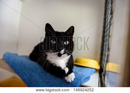 Homeless Cat Needs A Forever Home