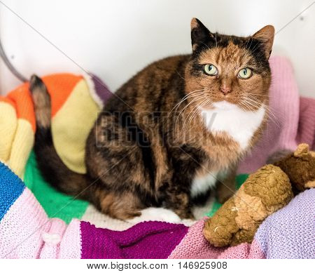 Homeless Cat Needs A Forever Home