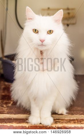 Homeless Cat Needs A Forever Home