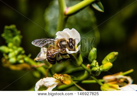 close up of Bee on flower nature backgruond
