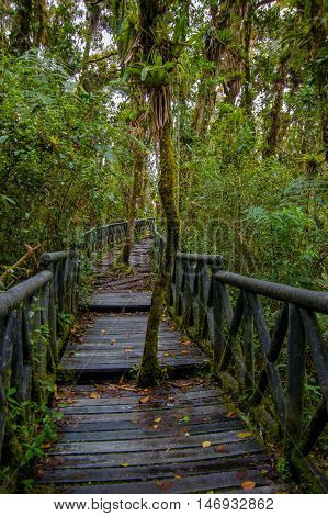 PASTO, COLOMBIA - JULY 3, 2016: some small trees in the middle of the path in the national park of la cotora.