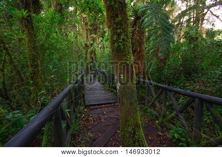 PASTO, COLOMBIA - JULY 3, 2016: some trees standing in the middle of the wood path in la cotora island.