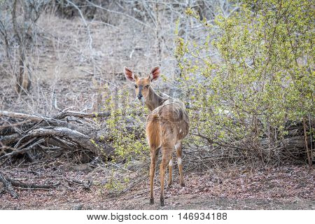 Female Bushbuck Starring At The Camera.