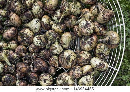 Bunch of onion bulbs drying on the metal basket overhead cropped shot