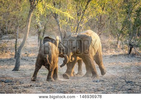 Young African Elephants Playing.