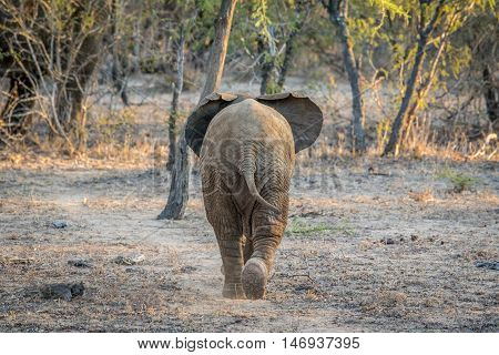 Young African Elephant Walking Away.