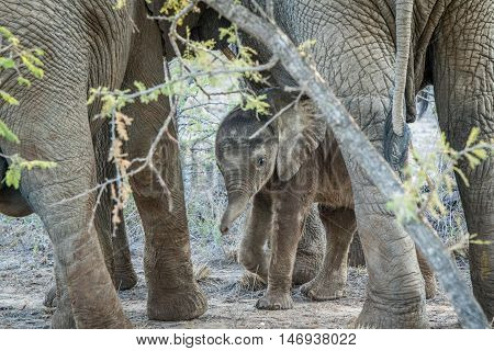 Young Elephant In Between The Legs Of His Mother.