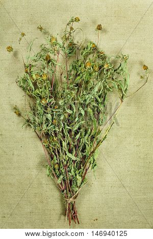 Bur marigold. Dried herbs for use in alternative medicine spa herbal cosmetics herbal medicine preparing infusions decoctions tinctures powders ointments butter tea bath.