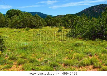 Lush green meadow surrounded by a Juniper and Pinon Pine Woodland taken in Northern New Mexico