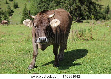 Cattle on the Meadow in Lechtal Valley. Tirol. Austria