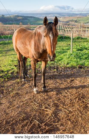 Brown Horse In The Camp On Apple Farm