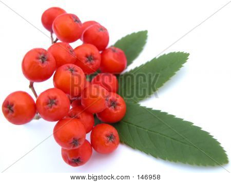 Rowan