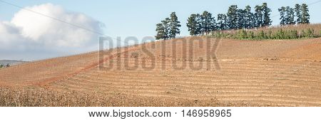 Trees On Hill With Cultivated Land Below