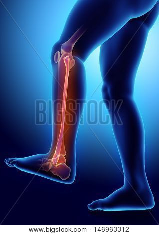 3D Illustration Of Fibula, Medical Concept.
