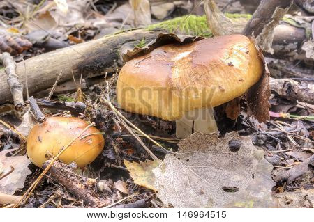 Mushroom stinking russula in their natural habitat