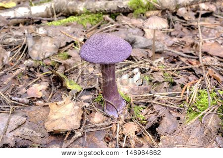 Mushroom Cortinarius violaceus in their natural habitat