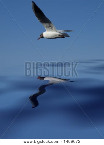 Seagull
