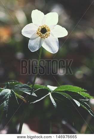 Wild Growing White Anemona Flower In The Garden