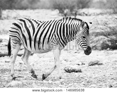 Lonesome zebra walks across dry land and looks very sad. Balck and white image.