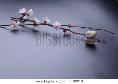 Blossom And Stones