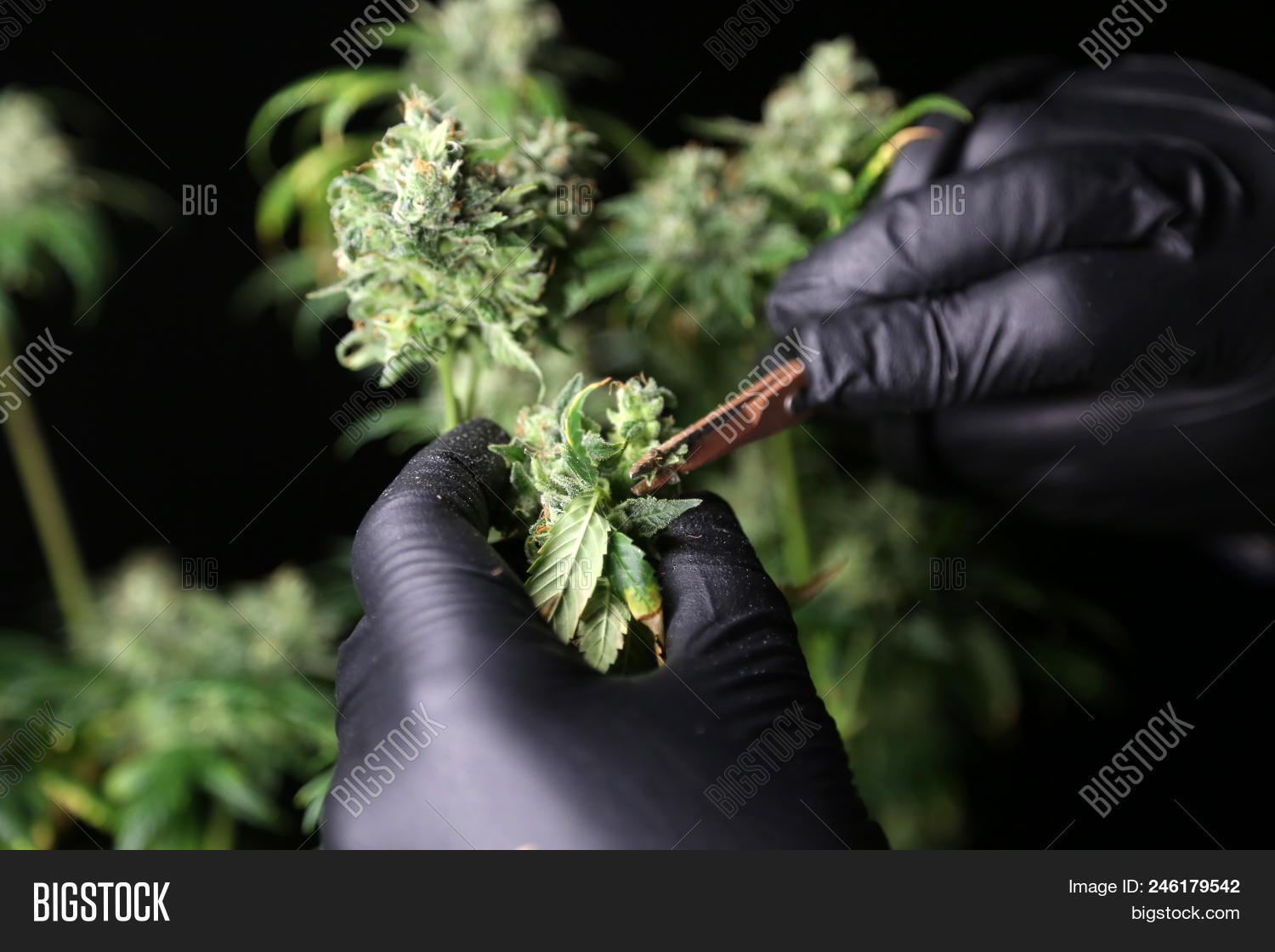 Scissors Trimming Image & Photo (Free Trial) | Bigstock