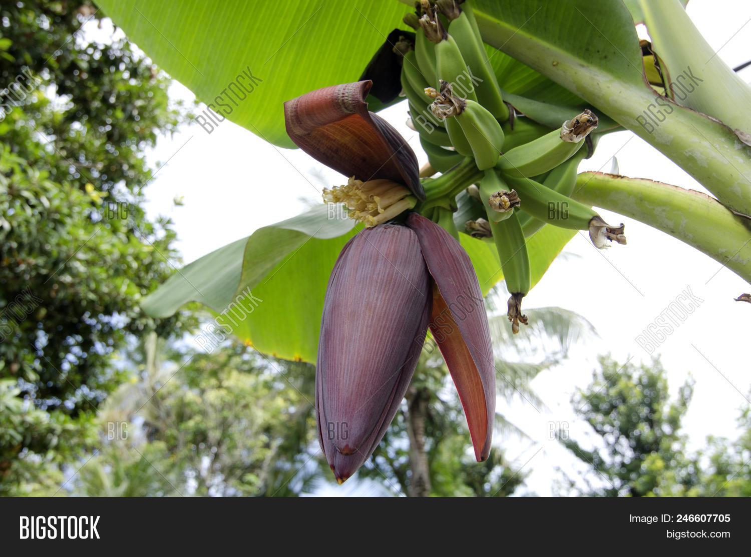 Banana Flower (musa Image & Photo (Free Trial) | Bigstock