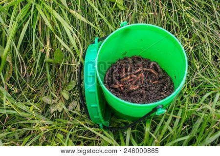Red Worms Dendrobena In Manure, Ground In A Green Round Jar In Grass. Earthworm Live Bait For Fishin