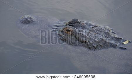 Alligator Is A Large Crocodile In The Water. Alligator Close Up Portrait. Alligators In A Swamp In F