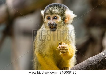 The Black-capped Squirrel Monkey Saimiri Boliviensis Is A South American Squirrel Monkey Found In Bo