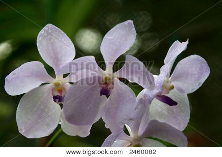 Vanda orchidea