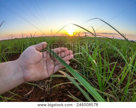 Sugar Cane Plantation Finger Hand Sunset