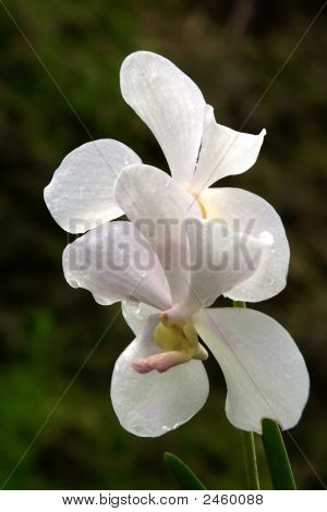 Vanda orchidea