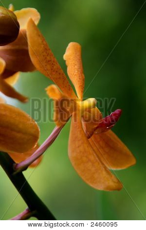 Vanda orchidea