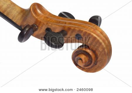 Violine testa