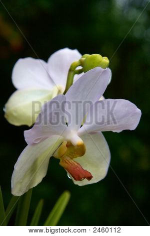 Vanda orchidea