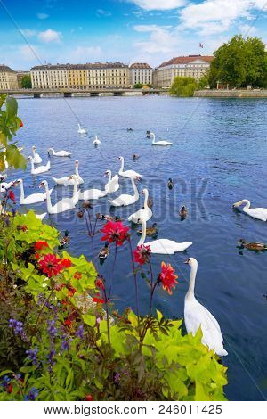 Swans in Geneve Geneva of Switzerland Swiss at Leman lake